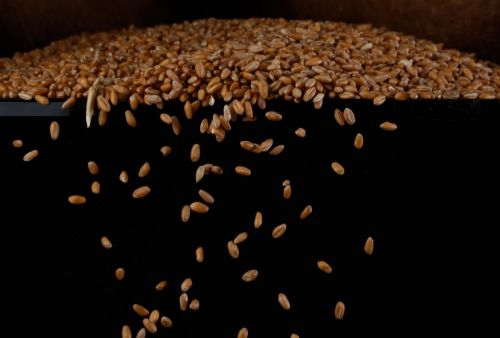 Зерно пшениці