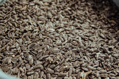 Врожай соняшнику в Україні