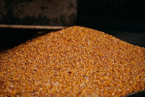 Зерно кукурудзи