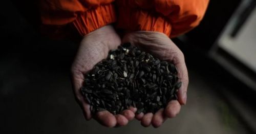 Насіння соняшнику