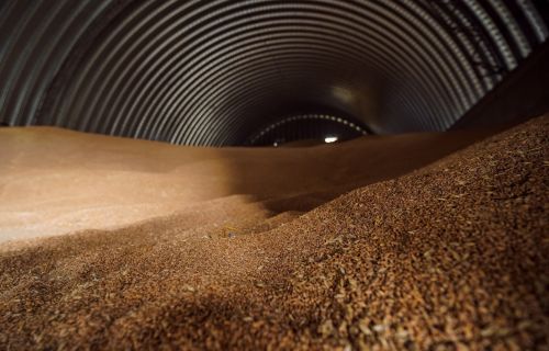 Запаси зерна пшениці в ангарі