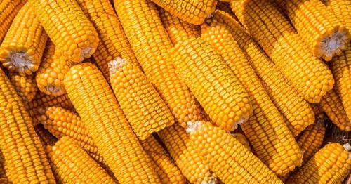 Українська кукурудза в качанах