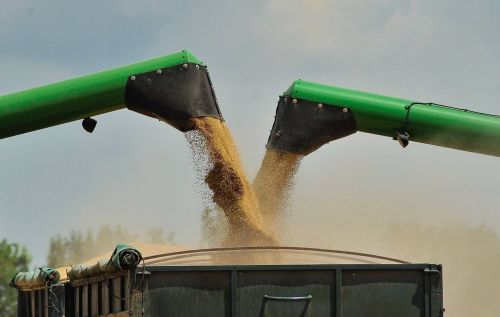 Жнива ранніх зернових в Україні