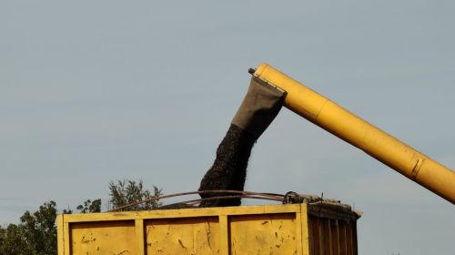 Збирання врожаю соняшнику