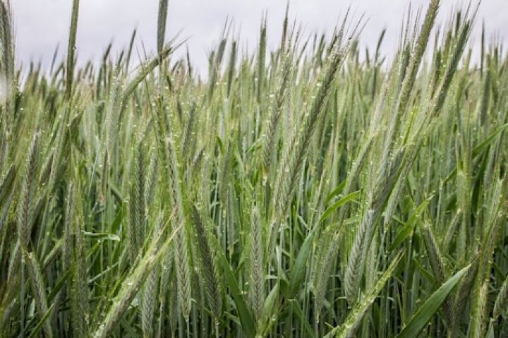 Украина отправила на экспорт 30 тыс. т зерна нового урожая