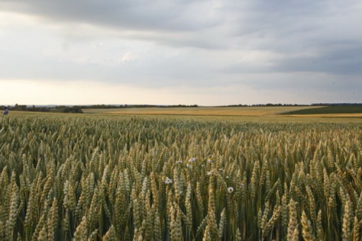 На мировых рынках цены на пшеницу падают