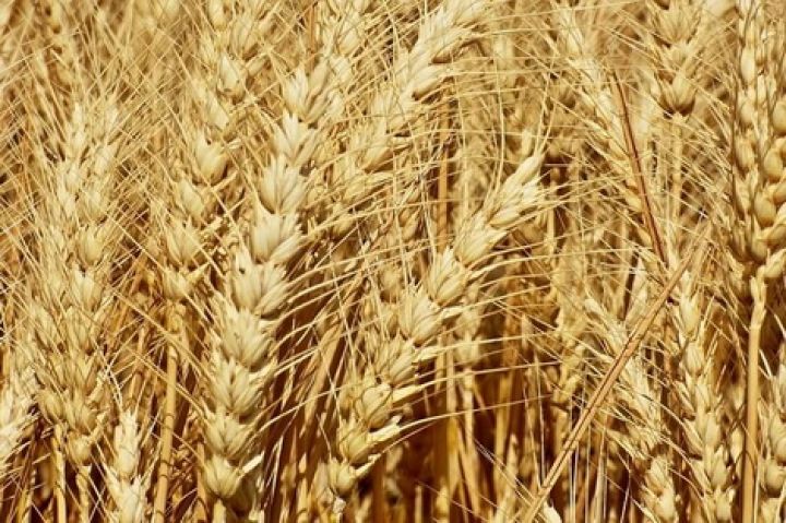 Экспорт украинской продовольственной пшеницы в этом сезоне будет мягко ограничен — мнение