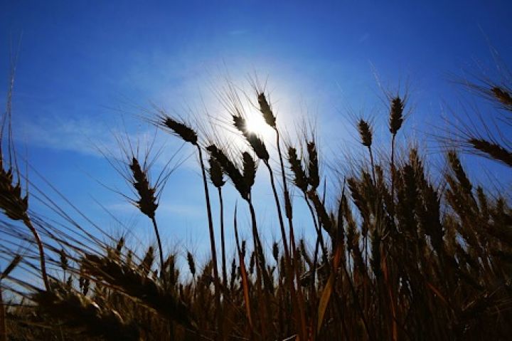 Украинские морпорты сократили объёмы экспорта зерна
