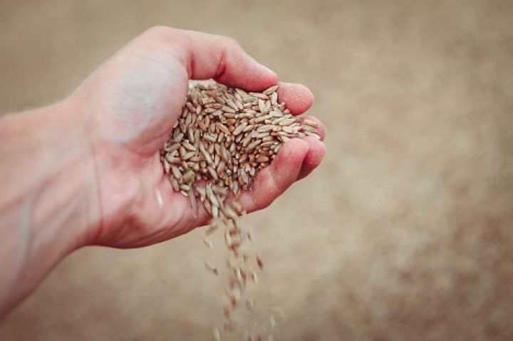 Украина с начала МГ отправила на экспорт 4,6 млн т зерновых