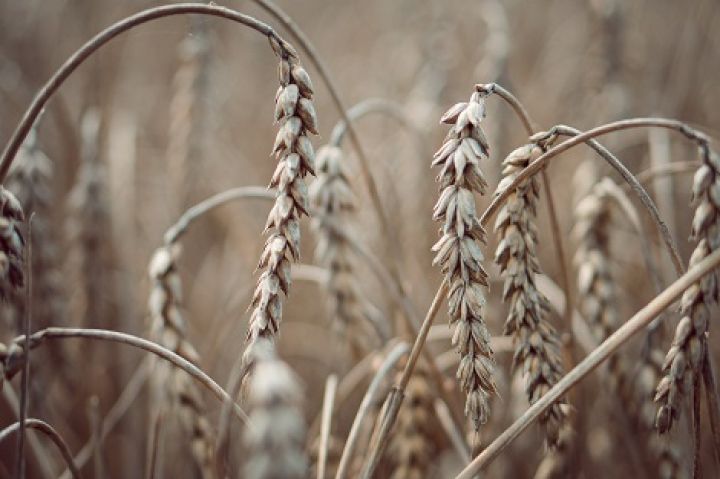 Цены на украинскую пшеницу несколько снизились