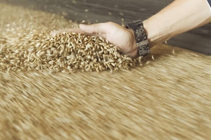 Украина с начала МГ отправила на экспорт 7 млн т зерновых