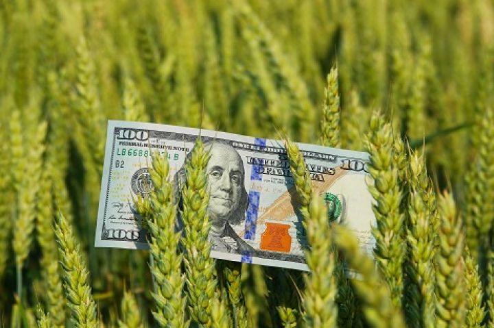 За январь-август Украинв выручила за экспорт зерна $4,21 млрд — ГФС