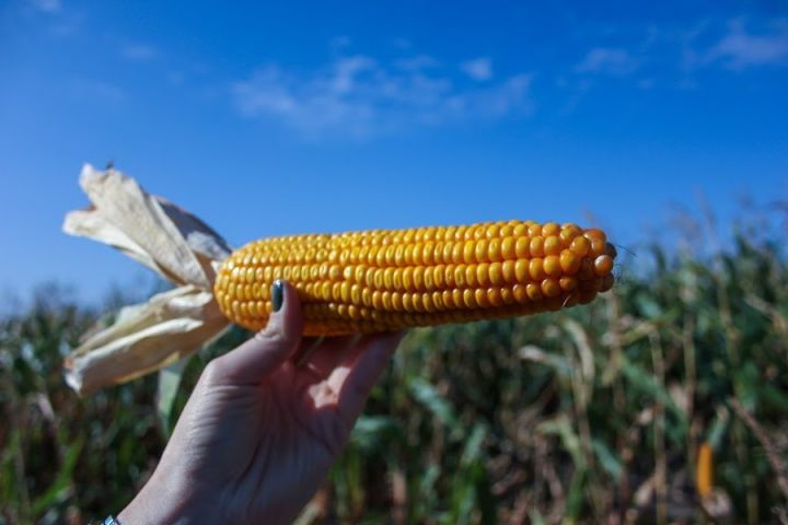 Украина может стать главным поставщиком кукурузы в КНР