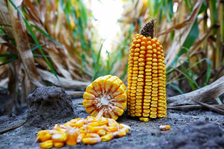 Кукуруза на СВОТ продолжила рост