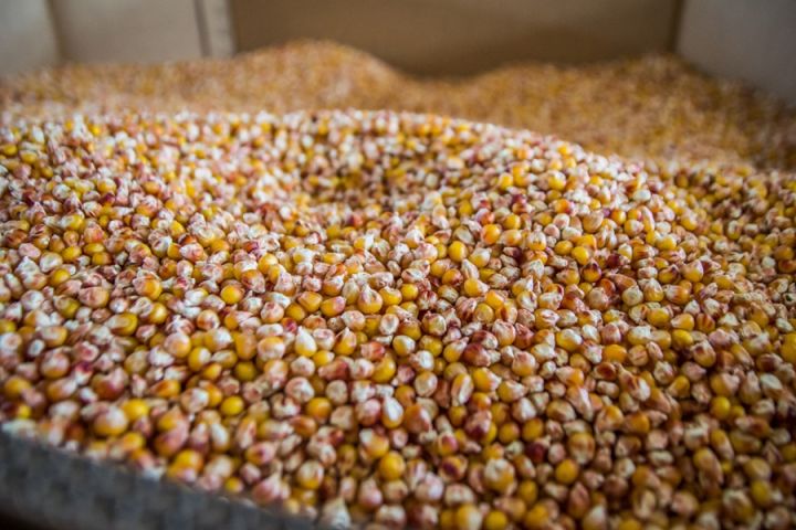  Украина экспортировала рекордное количество зерна в 2018/19 МГ