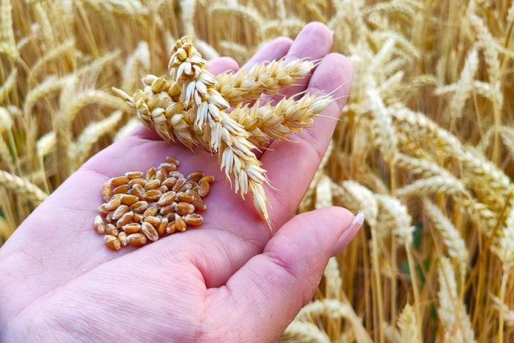 Индонезия приостановила закупки причерноморской пшеницы