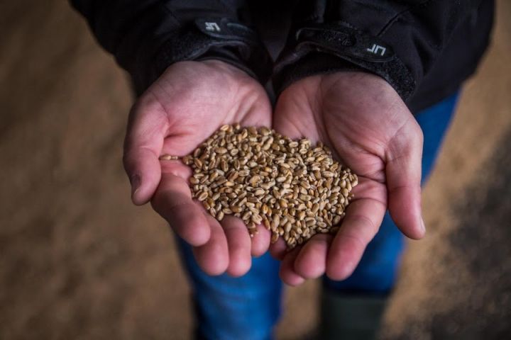 Головневые зерна можно выявить только с помощью микологического исследования — эксперты