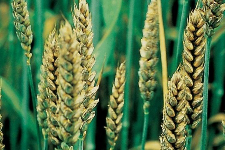 Украина может потерять самого крупного импортера пшеницы