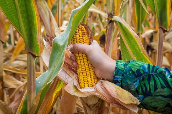 Цены на кукурузу падают из-за хороших прогнозов по ее производству в США и Украине