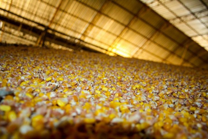 Украинская кукуруза почти не пользуется спросом