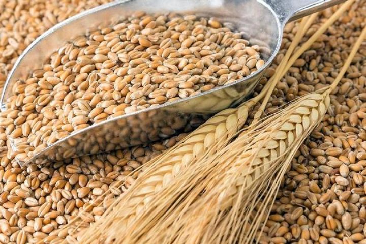 Египет закупил самую крупную партию пшеницы в этом сезоне из Украины и России