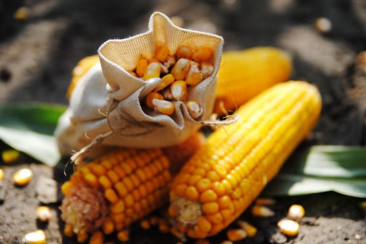 На мировых рынках американская кукуруза ведет борьбу с украинской