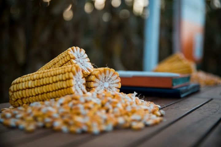 Снижение производства зерновых в Украине в 2020 году будет незначительным