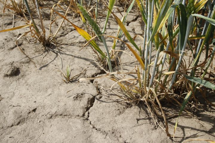 Засуха в южных регионах Украины может существенно снизить урожай пшеницы в новом сезоне