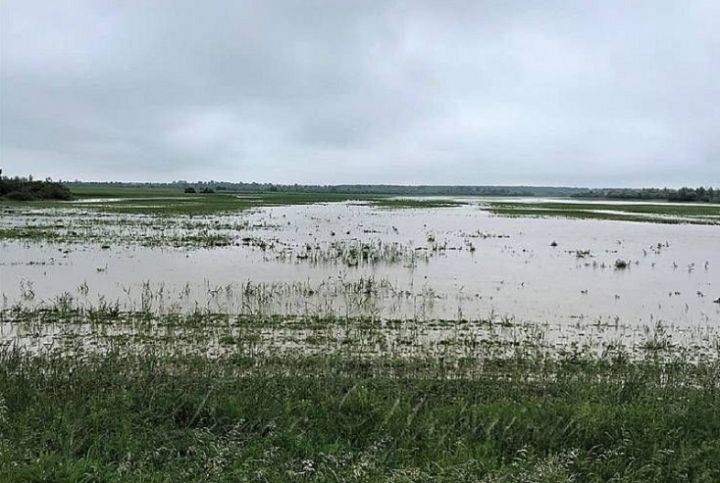 Аграрии Ивано-Франковской области могут лишиться урожая зерновых из-за наводнений