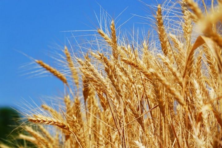 Депутати предлагают установить минимальные цены на зерновые