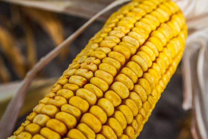 Прогноз производства кукурузы в ЕС снизили почти на 3 млн т