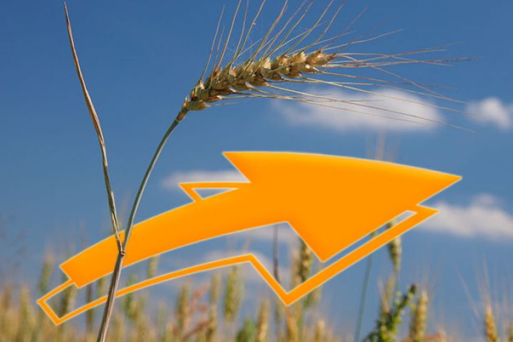 Пшеница в портах Украины продолжает бить исторический максимум