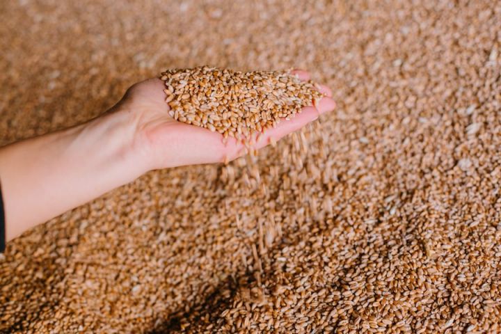 Турция закупит в августе около 400 т пшеницы