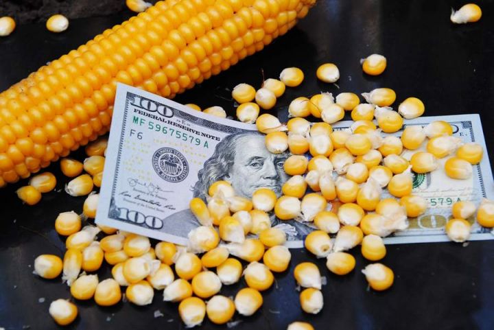 За китайский рынок сбыта кукурузы Украина будет конкурировать с США