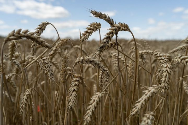 В українських портах ростуть ціни на пшеницю
