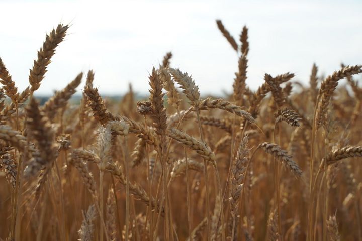 USDA підвищив прогноз експорту пшениці з України