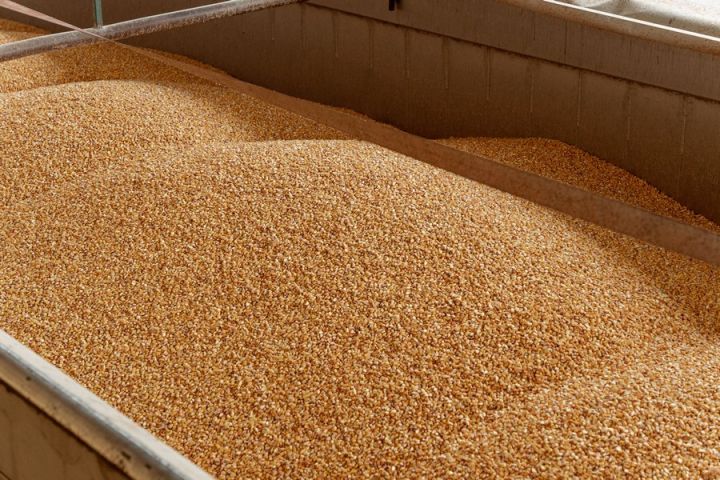 У портах рекордні ціни на пшеницю