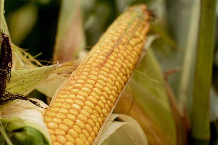 Прогноз споживання кукурудзи в Китаї в 2021/22 МР скоротився