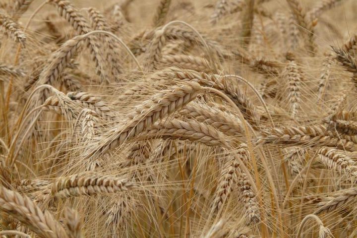 Заборона експорту індійської пшениці не поширюється на Єгипет, каже чиновник.