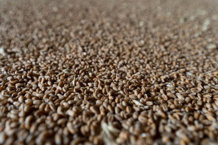 Пшениця нового врожаю здорожчала до 370 USD за тонну