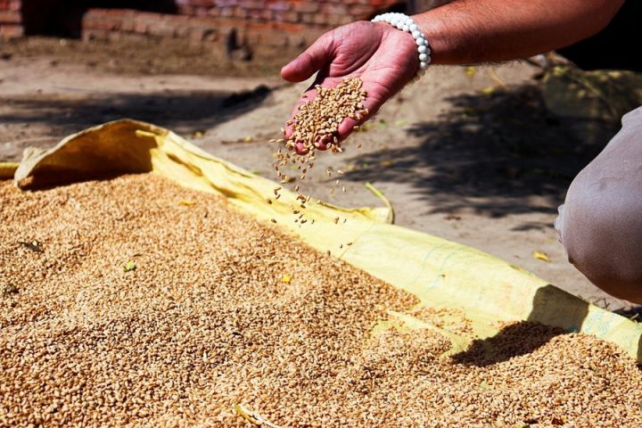Уряд Індії послабив експортні обмеження на пшеницю