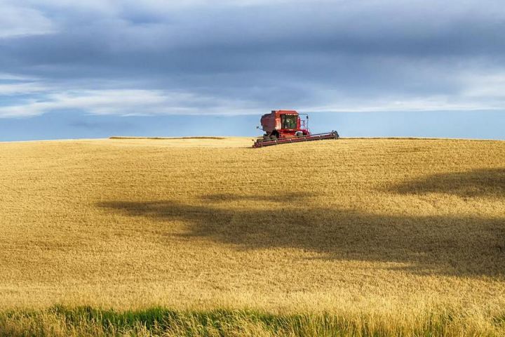 Експортний потенціал США по пшениці — 23-25 млн т