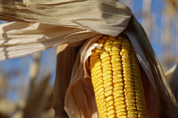 Аграрії зазнають збитків, оскільки цінові пропозиції не покривають собівартість зерна