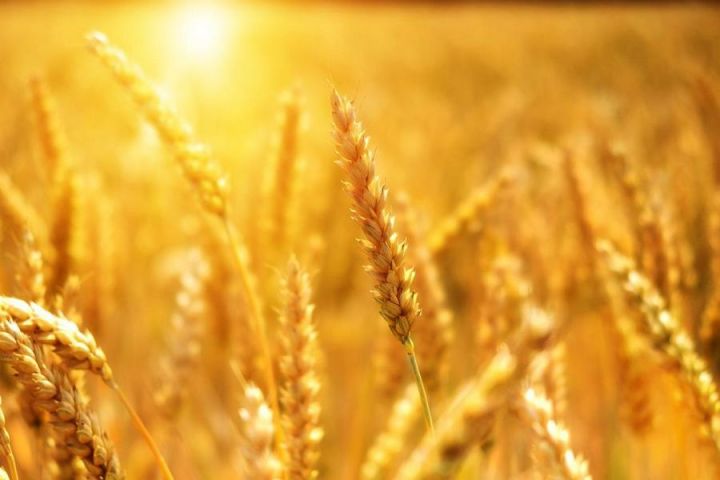 Індикативні ціни пропозиції на продовольчу пшеницю та фураж старого та нового врожаю зросли на 5-10 USD/т