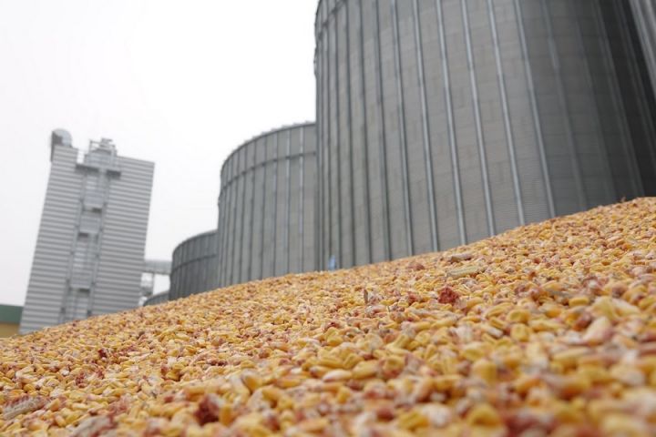 Ціни на українську кукурудзу падають