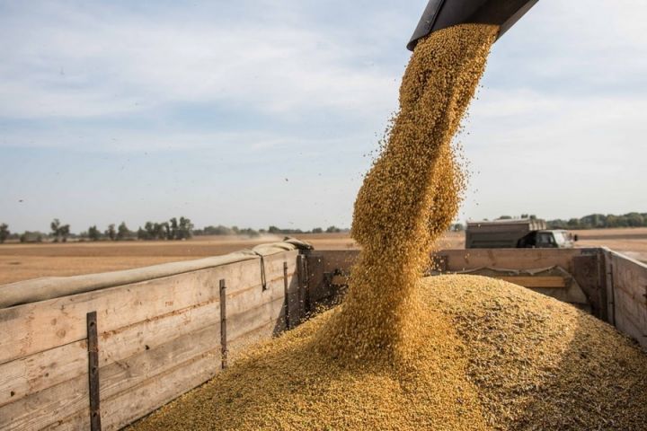 Щоб продати українську пшеницю, потрібно сортувати партії за якістю