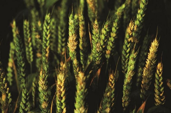 Через надмірні опади на незібраних посівах пшениці розвивається фузаріоз