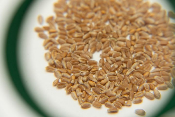 Пшениця укріпилася на перед-врожайному раллі — SPIKE BROKERS