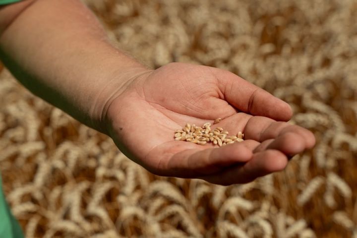 Світові ціни на пшеницю зростають