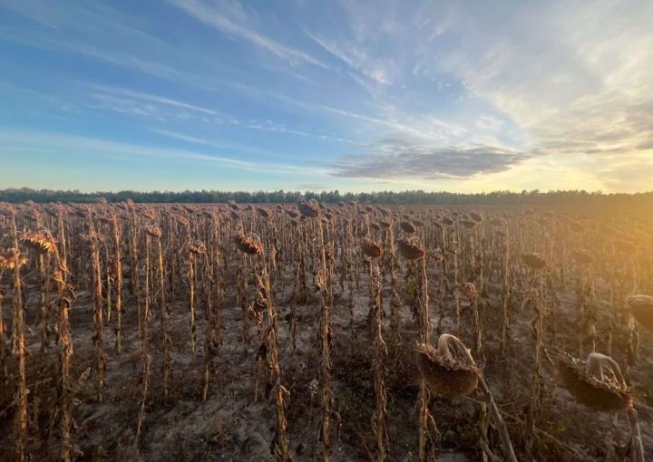 ALVIVA GROUP зібрала свій перший врожай озимої пшениці та соняшнику